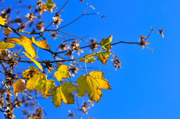 Yellow fall maple leafs over the blue sky. Copy space for text. Selective focus.