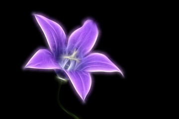 Fractal image of a tender field purple bell on a contrasting black background