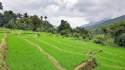 Obraz premium Impression of Sri Lanka