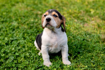 Beautiful beagle puppy on the green grass