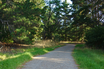 Walking path with green grass and trees at the sides