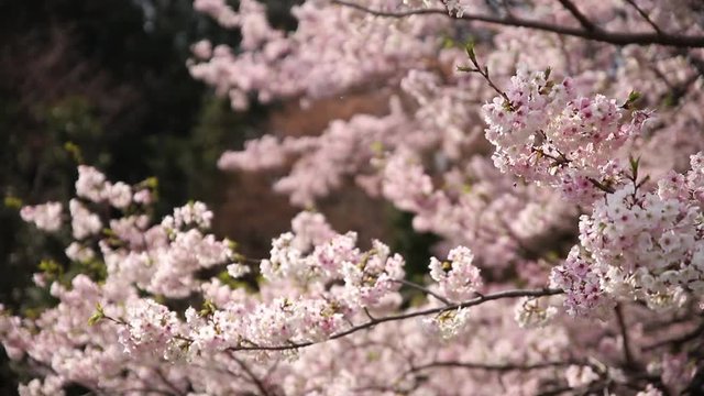 春風に揺れる満開のピンク色の桜