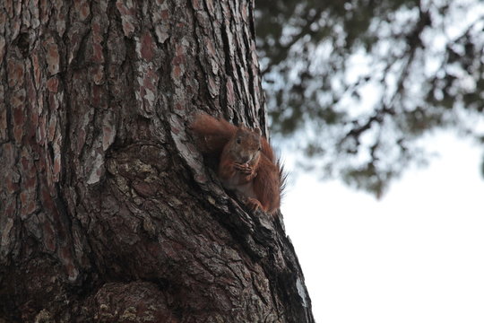  "Scrat" frojm forests of Istria. Croatia