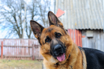 portrait of a dog