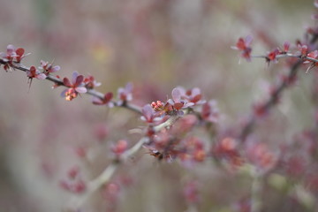 Gewöhnliche Berberitze (Berberis vulgaris)