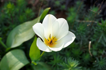 Obraz na płótnie Canvas pale yellow tulip in garden