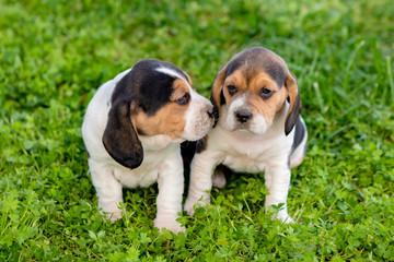 Beautiful beagle puppies on the green grass