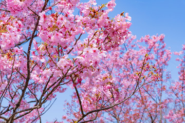 新横浜公園の桜