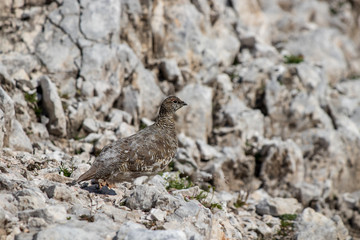 rock ptarmigan on the rock close up