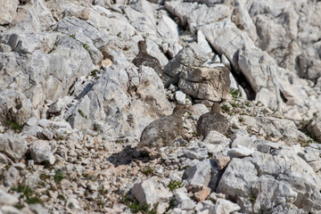three rock ptarmigan walking