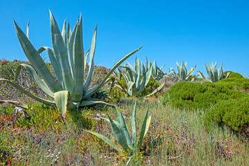 Aloe plants in the fields from Alentejo in Portugal