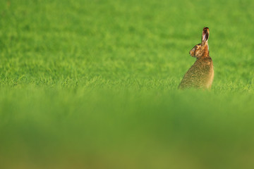 European hare , Lepus europaeus rabbit on meadow