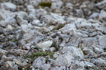 rock ptarmigan feeding in the mountains