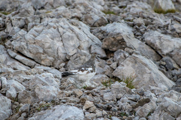 rock ptarmigan on the rock