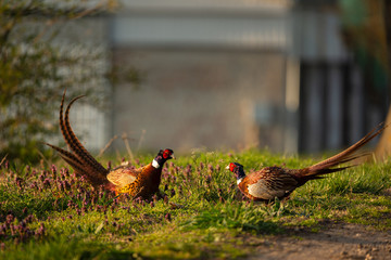Pheasant birds
