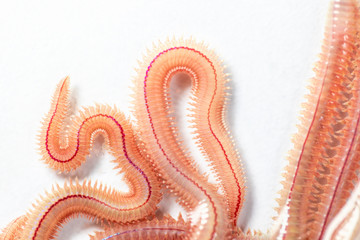 Fototapeta premium Sand Worm (Perinereis sp.) is the same species as sea worms (Polychaete), Living in a beach area with relatively shallow water levels for education in laboratory.