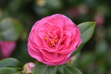 Garten-Kamelie - rosa Blüte
