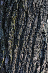 tree bark texture