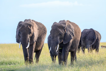 Naklejka na ściany i meble Group of Elephant in Massai Mara