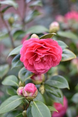 Garten-Kamelie - rosa Blüte und Knospen