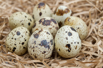 Quail spotted eggs lie on paper strips in the form of hay