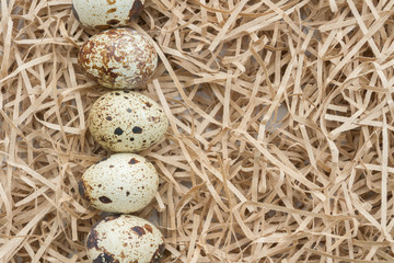 Obraz premium Quail spotted eggs lie on paper strips in the form of hay