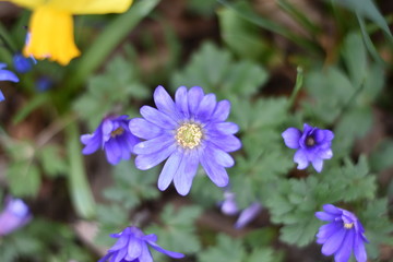 Fototapeta premium Anemone Blue Shades (Anemone blanda) Balkan-Windröschen