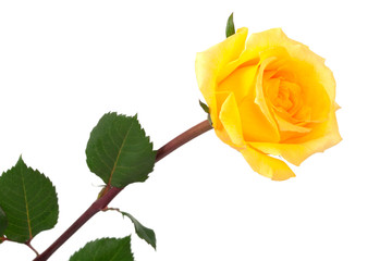 yellow rose