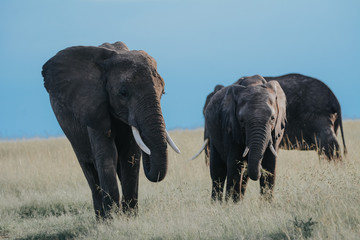 Group of Elephant in Massai Mara