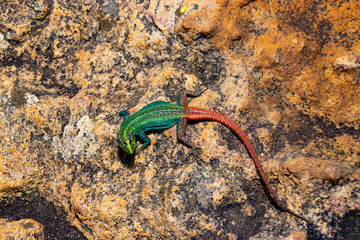 A colorful male Broadleys flat lizard (Platysaurus broadleyi) basking, South Africa