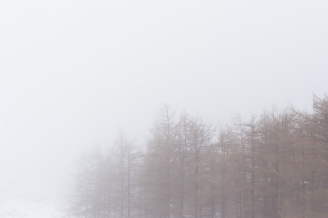 Obraz na płótnie Canvas Árboles en invierno en un paisaje nevado con niebla
