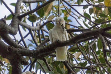 portrait of a cockatoo