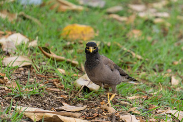 sparrow on the grass