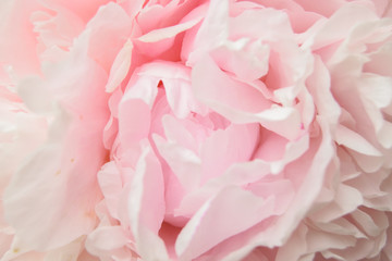 Flower pink peony closeup.