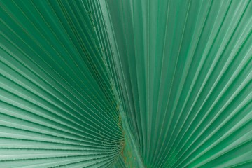 texture of green palm leaf with line for background