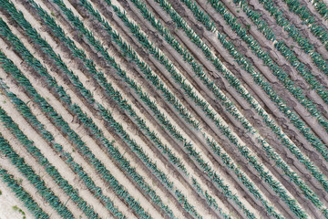 ドローンで撮影したネギ畑