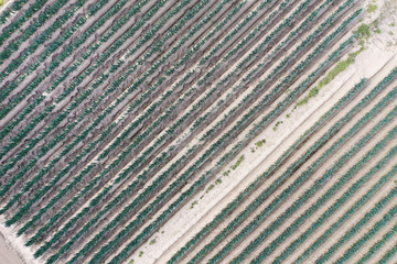 ドローンで撮影したネギ畑