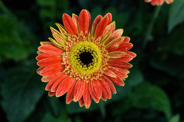 gerbera in the garden