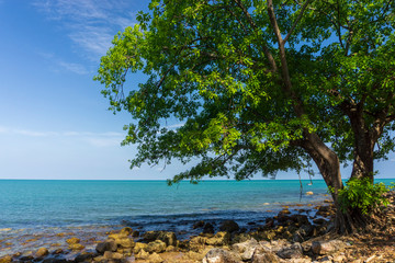 Fototapeta na wymiar tree on the rock beach