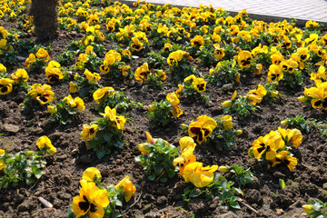 Obraz premium Yellow viola flower in the garden