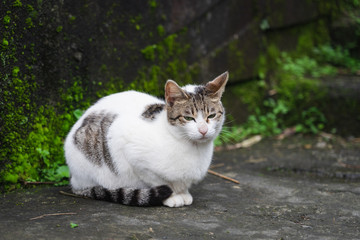 Naklejka na ściany i meble Portrait Cute cat sitting in front of the house Is a cute pet and good habits