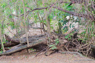 picture of fallen tree perfect for taking pictures
