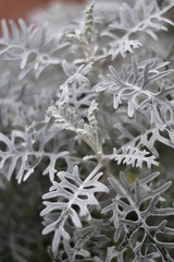 Weißfilziges Greiskraut (Senecio cineraria)
