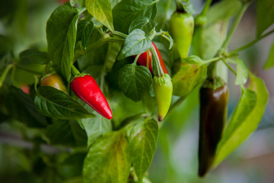 Growing on the bush hot red chili pepper.