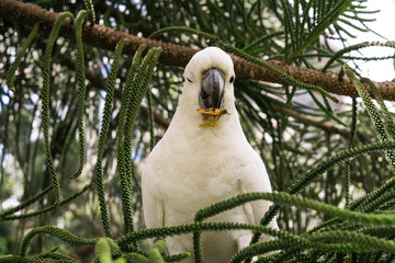 portrait of a cockatoo