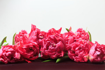 Spring pink tulips on white background. Wide panoramic floral border