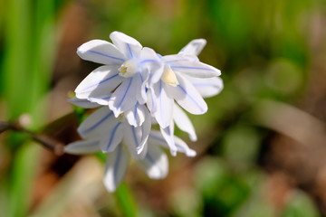  First spring flowers bloom