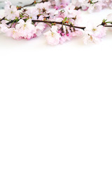 Fototapeta na wymiar Blüten auf weißem Hintergrund