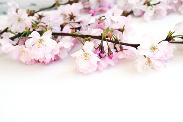 Blüten auf weißem Hintergrund