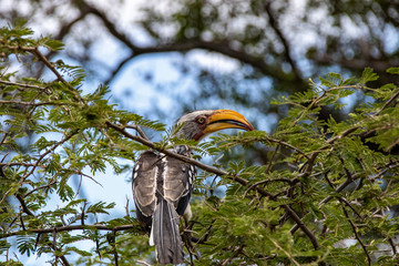 Portrait of a yellow-billed hornbill (Tockus flavirostris), South Africa